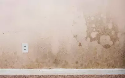 What Happens If Drywall Gets Wet?